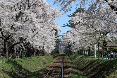 🌸 아시노 공원(아시노코엔) 이미지 2